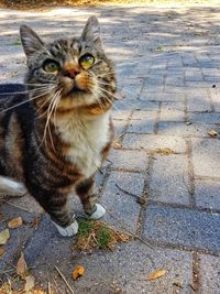 Portrait of tabby cat on footpath