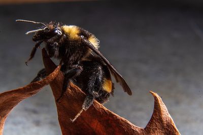 Close-up of bee on branch