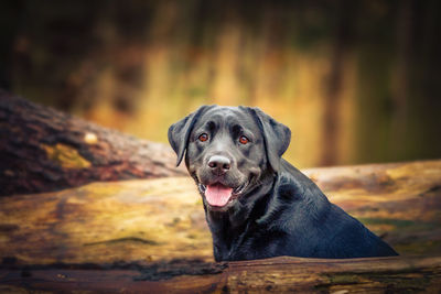 Portrait of black dog