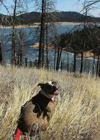 Dog on grass against sky