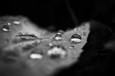 Close-up of raindrops on leaf