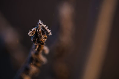 Close-up of frozen plant