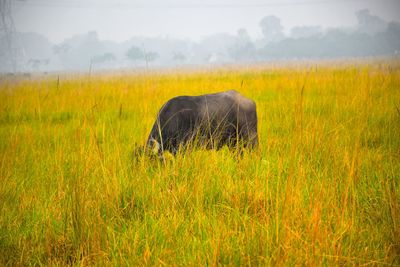 Horse on field against sky