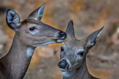 Close-up portrait of deer