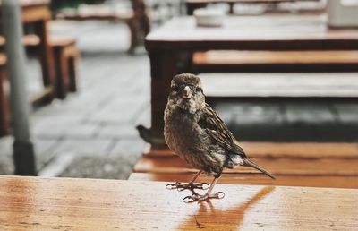 Close-up of sparrow perching on table