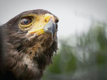 Close-up of a bird looking away