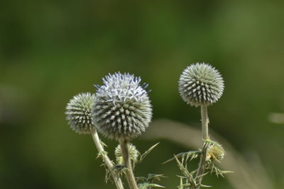 Close-up of dandelion on plant