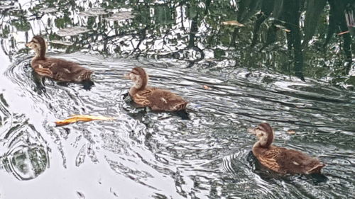 Ducks swimming in lake