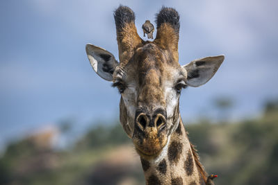 Portrait of giraffe