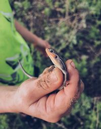 Close-up of hand holding lizard