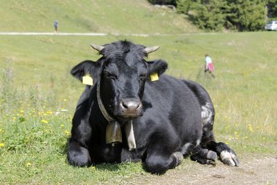 Cows on field