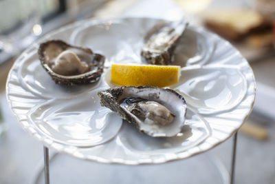 Close-up of oysters served on table