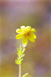 Close-up of yellow flowering plant