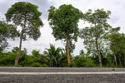 Low angle view of trees by road against sky