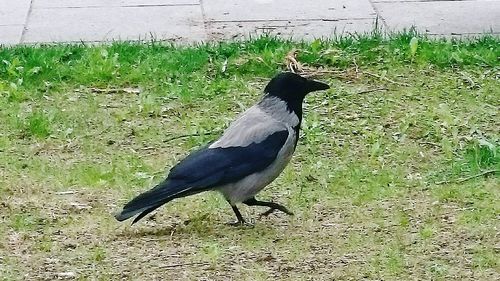 Close-up of bird on grass