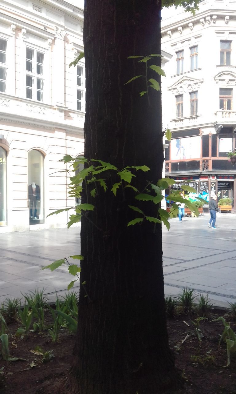 TREE TRUNKS IN CITY