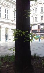 Tree in front of building