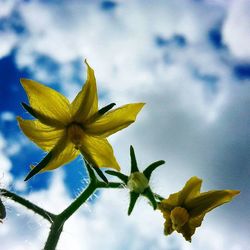 Low angle view of yellow flowers blooming against sky