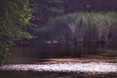 Scenic view of lake in forest
