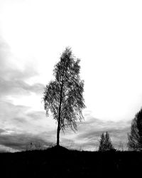 View of tree against sky