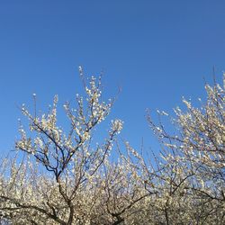 Low angle view of cherry blossom against clear blue sky