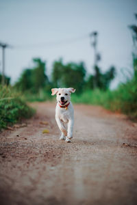 Portrait of dog running on road