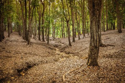 Trees in forest