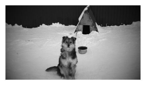 High angle view of dog sitting on snow covered field by kennel