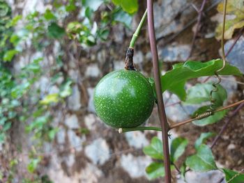 Round, green and shiny passion fruit in the morning brings new hope