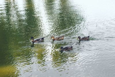 Ducks swimming in lake