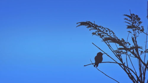 Low angle view of bird flying against clear blue sky