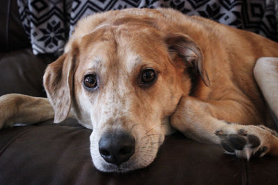 Close-up portrait of dog resting on sofa