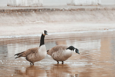 Pair of canadian goose on a sunny day in the pond