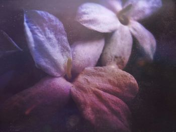 Close-up of pink flower