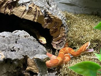 High angle view of crab on rock