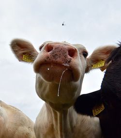 Low angle close-up of cows dripping saliva against sky