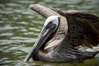 Close-up of pelican on lake