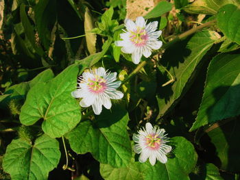 High angle view of flowering plant