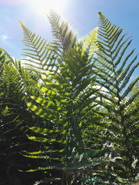 Low angle view of palm tree leaves against sky