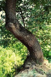 View of tree trunk in forest