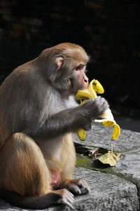 Monkey eating banana at temple