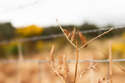 Close-up of dry plant on field