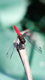 Vertical macro shot of a red tailed dragonfly sitting on a dry stem on a bright morning 