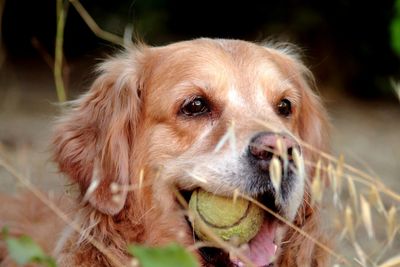 Close-up portrait of dog