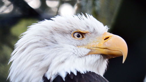 Close-up of a bird