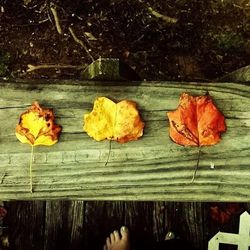 Autumn leaves on wooden wall