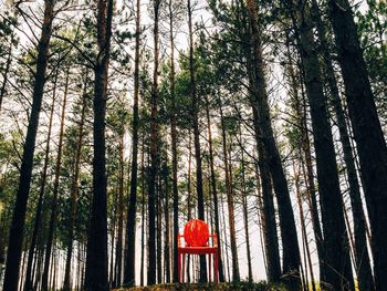 Low angle view of trees in the forest