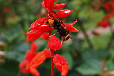 Close-up of insect on red flower