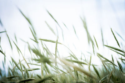 Close-up of stalks in field against sky