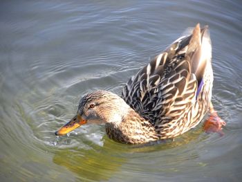 High angle view of mallard duck swimming in lake